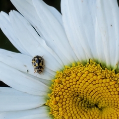 Propylea quatuordecimpunctata