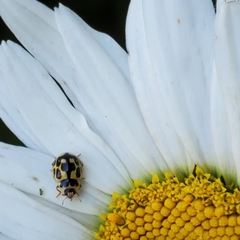 Propylea quatuordecimpunctata