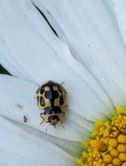 Propylea quatuordecimpunctata
