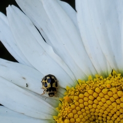 Propylea quatuordecimpunctata