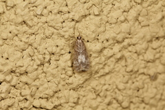 Eudonia torniplagalis