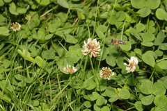 Trifolium repens