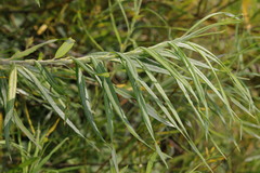Salix viminalis