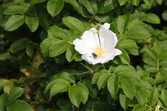 Rosa rugosa