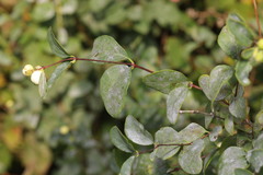 Symphoricarpos albus