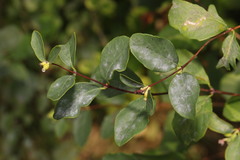 Erysiphe symphoricarpi