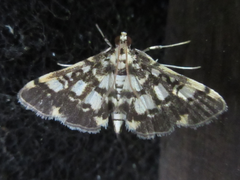 Nacoleia sibirialis