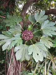 Osmoxylon pectinatum