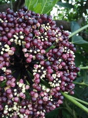 Osmoxylon pectinatum