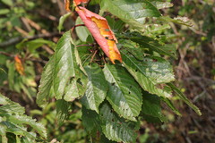 Prunus avium