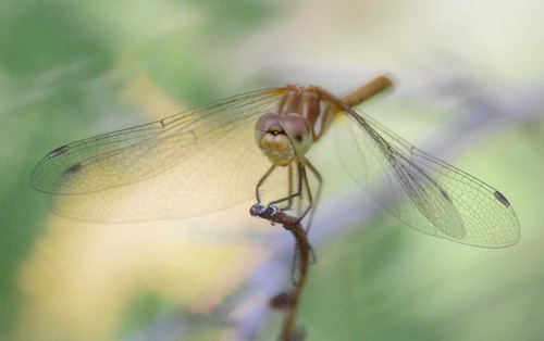 iNaturalist observation photo of Striped Meadowhawk