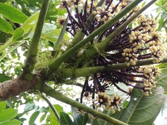 Osmoxylon pectinatum