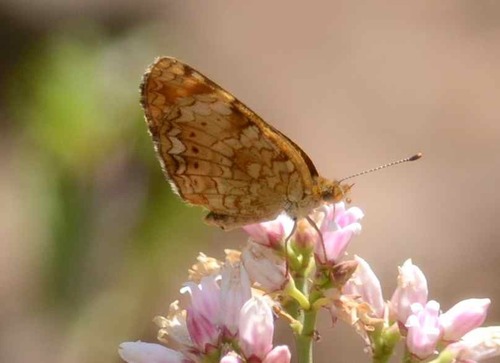 iNaturalist observation photo of Mylitta Crescent