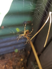 Araneus diadematus