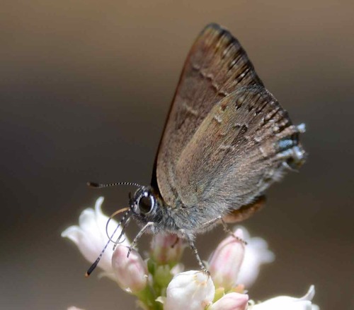 iNaturalist observation photo of Hedgerow Hairstreak