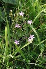 Centaurium erythraea