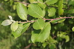 Salix caprea