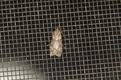 Eudonia torniplagalis