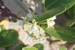 Cynanchum natalitium