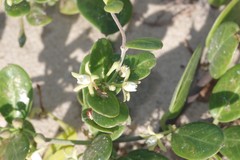 Cynanchum natalitium