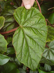 Begonia scharffii