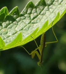 Tenodera sinensis