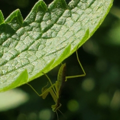 Tenodera sinensis