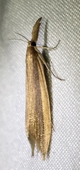 Donacaula albicostellus