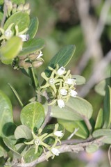 Cynanchum natalitium