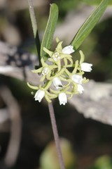 Cynanchum natalitium