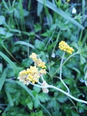 Pseudognaphalium affine