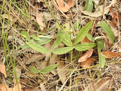 Flemingia parviflora
