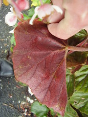 Begonia scharffii
