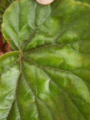 Begonia scharffii