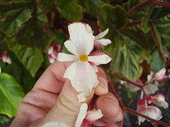 Begonia scharffii