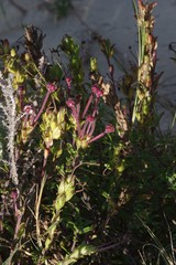 Zaluzianskya maritima