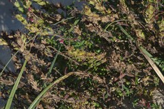 Zaluzianskya maritima