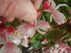 Begonia scharffii