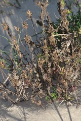 Zaluzianskya maritima