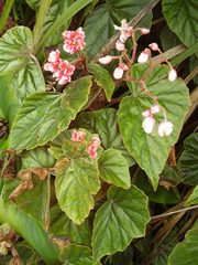 Begonia scharffii