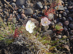 Oenothera coronopifolia
