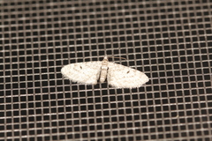 Eupithecia nabokovi