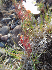 Oenothera coronopifolia