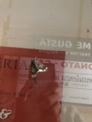Catephia alchymista