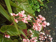 Begonia scharffii