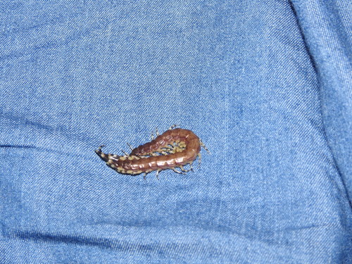Otostigmus goeldii