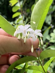 Wrightia religiosa