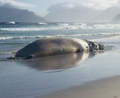 Balaenoptera edeni brydei