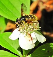 Sericomyia chrysotoxoides image
