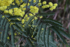 Acacia silvestris